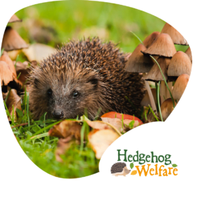 Hedgehog Welfare | Hedgehog Charity | Sick Hedgehogs Lincolnshire