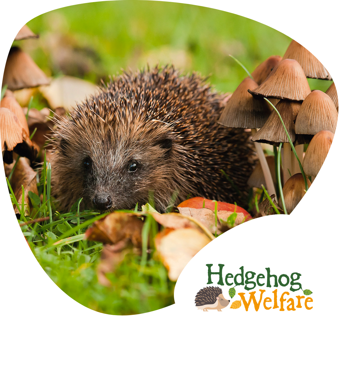The Hedgehog Welfare helps sick hedgehogs.