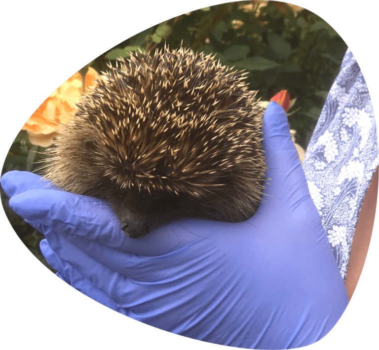 Hedgehog Welfare | Hedgehog Charity | Sick Hedgehogs Lincolnshire