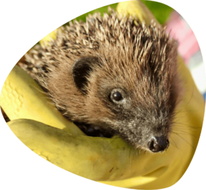Hedgehog Welfare | Hedgehog Charity | Sick Hedgehogs Lincolnshire