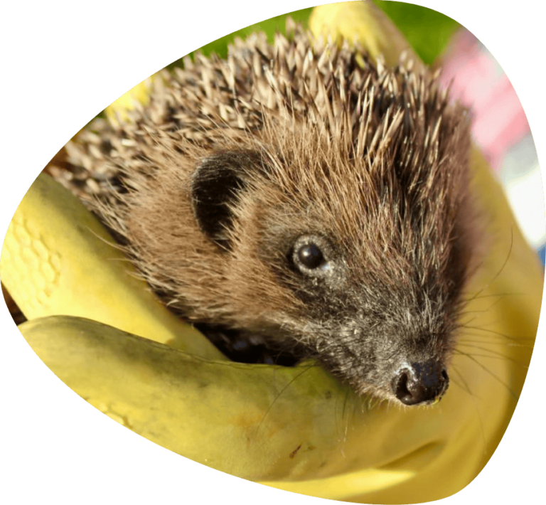 Hedgehog Welfare | Hedgehog Charity | Sick Hedgehogs Lincolnshire