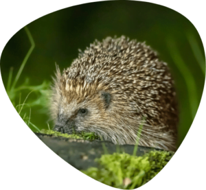 Hedgehog Welfare | Hedgehog Charity | Sick Hedgehogs Lincolnshire