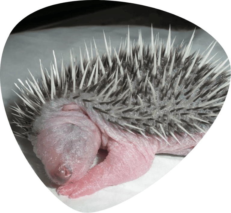 Hedgehog Welfare | Hedgehog Charity | Sick Hedgehogs Lincolnshire